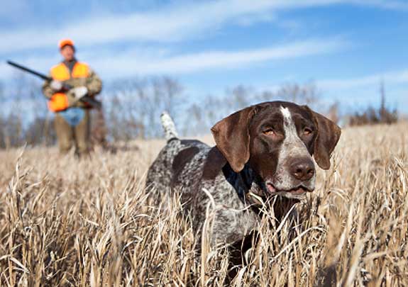 Tips On Training A Hunting Dog